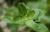 Ashwagandha : pourquoi cette plante adaptogène connaît un tel succès en 2026