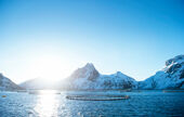 Le saumon de Norvège : quand expertise rime avec durabilité