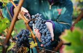 Cépages, méthodes, packaging, environnement : comment les rouges de Bordeaux se réinventent
