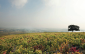 Leader Price fait revivre le beaujolais nouveau