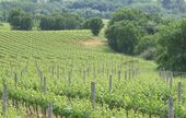 Sudvinbio : La viticulture biologique se met à l’heure de la COP 21