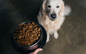 Bien choisir les croquettes pour chien pour faire face à l’inflation