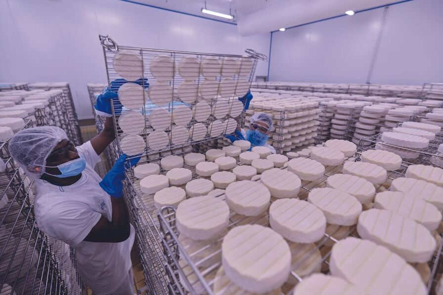 Lot de 3 oules à froage à pâte dure pour la fabrication de froages