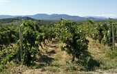 Les jeunes et les femmes mieux représentés parmi les consommateurs de vin bio