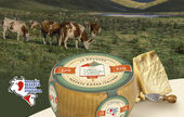 Parmigiano Reggiano « uniquement de la pezzata rouge italienne » : une exclusivité du groupe DalterFood