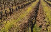 La consommation de vin bio en pleine croissance